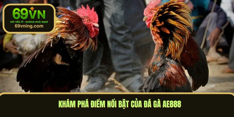 Khám phá điểm nổi bật của đá gà AE888