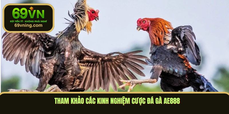 Tham khảo các kinh nghiệm cược đá gà AE888