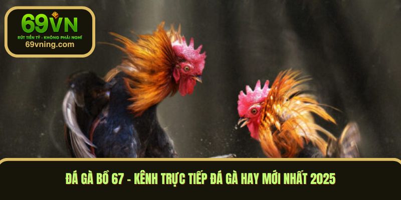 Đá gà bồ 67