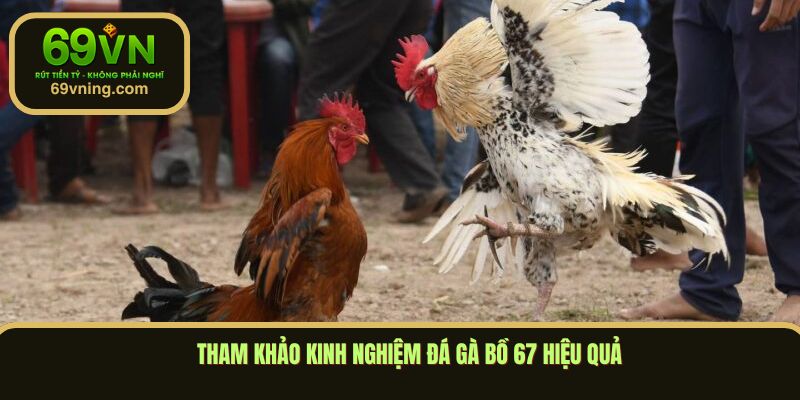Tham khảo kinh nghiệm đá gà bồ 67 hiệu quả